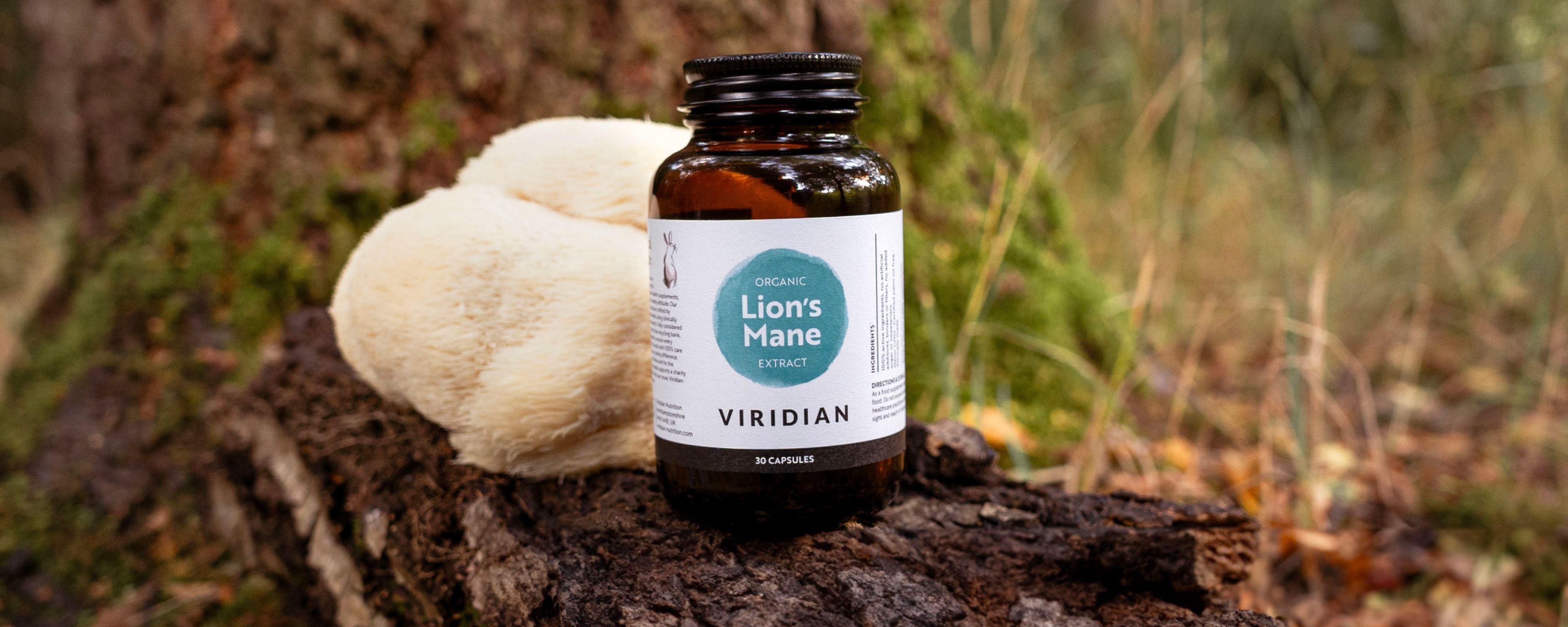 Vuoden 2025 rohdoskasvi: Siiliorakas eli Lion’s Mane