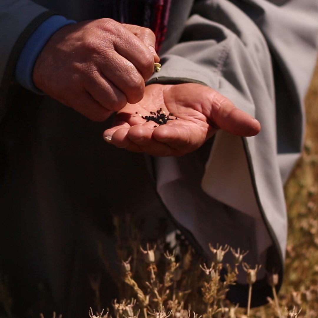 Viridian Luomu mustakuminaöljy 200 ml