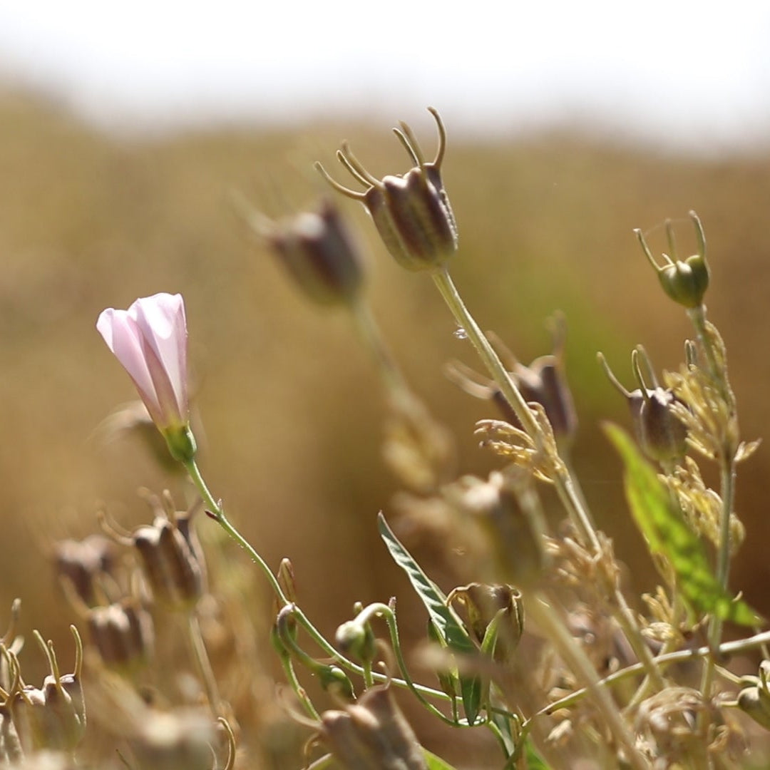 Viridian Luomu mustakuminaöljy 200 ml